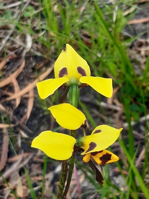 Tiger Orchids - close-up